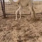 الجمش