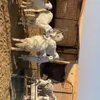 رخال حريات خلفات