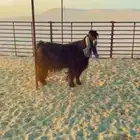 فحل عارضي طيب