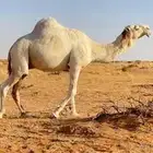 بعير باتلي اوضح