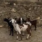 معزا