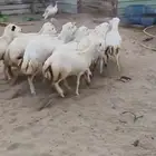 للبيع رخال رفيديات مهجنه دفيع