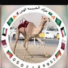 مزاد هجن الغربيه للهجن العربيه