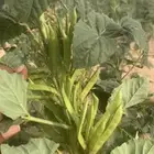 قوار طازج من المزرعه