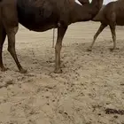 نياق سواحل حمر دهم ملاقي