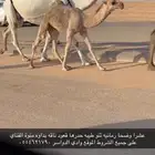 عشرا وضحا رمانيه كفو