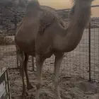 ناقه لقحه