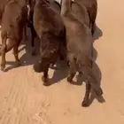 للبيع سواكن حمري مرابي
