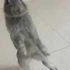 ارانب اناثي اياطاليه كففو كففو