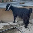 عنز عارضيه رباع