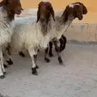 للبيع غنم نعيم خصم