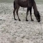 مفرود قصب سمين