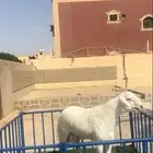 مطلوب حريات دفيع او مواليد