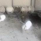 حمام رقاص للبيع