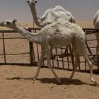 للبيع بكره عمره