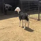 رخال نجد وشاه نجديه
