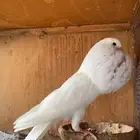 نفاخ نرويجي