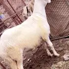 فحل صنف درماني الي يبي يهجن لايفوته راس وجرم على المسك