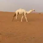 للبيع البعير
