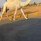 لقحه بكر وضحى ملاقي (تم البيع