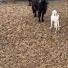 معزا عوارض متابيع