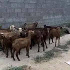 معزاء حص جم بفحلها