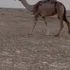 للبيع ضروبه. رباع