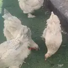دجاج براهما كولمبي