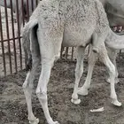 قعودين كفو ناهيه ع حليب