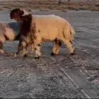 جذع صنف فاخر