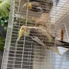 بغبغاوات للبيع