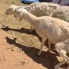 شاه وخروف تامات ( تم البيع )