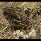 السلام عليكم سمان فري مريعي