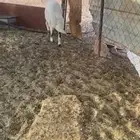 طلي البيع