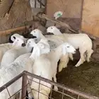 رخال للبيع العدد 10