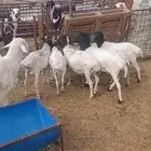للبيع براير انتاج الديره 8 جذعان بهم