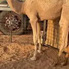 حوار لباني