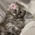 قطه كيتن
