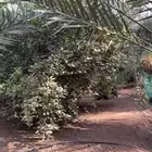 حمضيات للبيع حول 70 شجره
