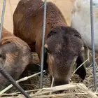 سواكن مرابي 6 شهور