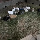 ارانب الخرج