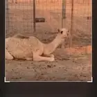 حاشي عمرة من 4شهو فوق