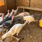 دجاج رومي