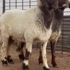 فحول نعيم