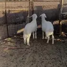 طليان حبص