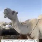 الخلفة لبيع عفراء تحتها قعود اصفر عمره شهرين