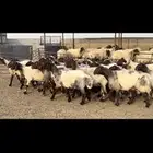 غنم نعيم. خصم.