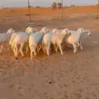 للبيع طليان حريات فاخره