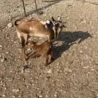 شاه رباع للبيع تحتها انثى