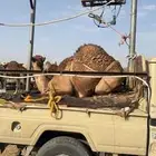 قعدان للبيع زواجات او مبادي